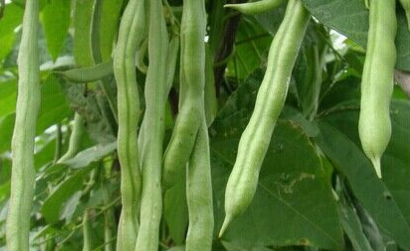 When is the Best Time to Plant Green Beans? What are the Planting Techniques?