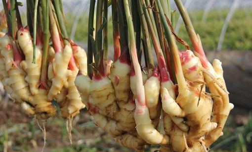 Planting Time and Methods for Ginger