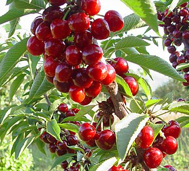 Management Methods for Cherry Stone-Hardening Period