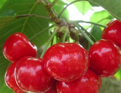 Management Methods for Cherry Stone-Hardening Period