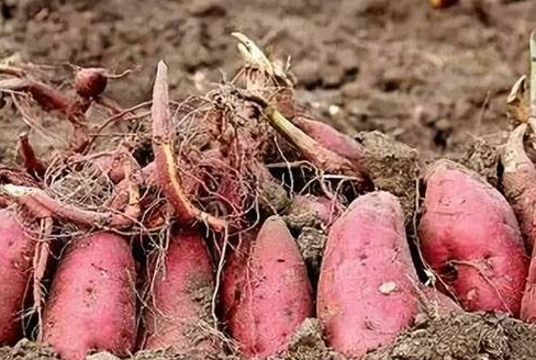 Methods of Sweet Potato Bedding