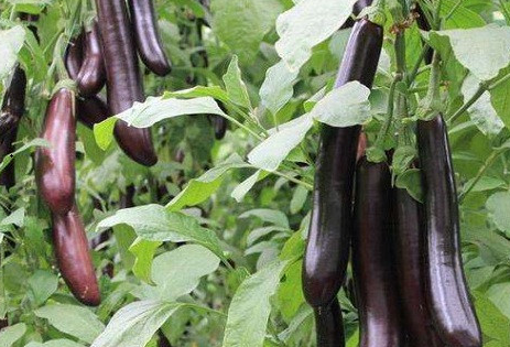 Eggplant Pruning and Branching Techniques