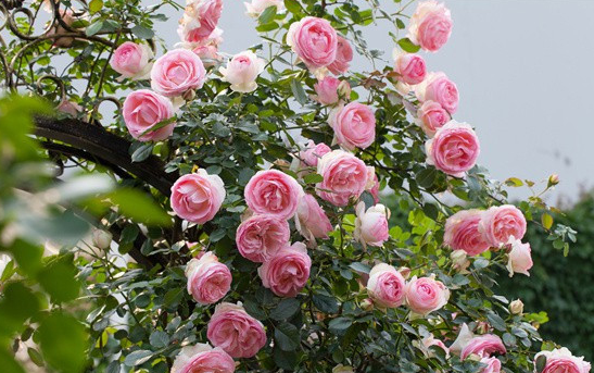 Summer Management Methods for Rose Flowers