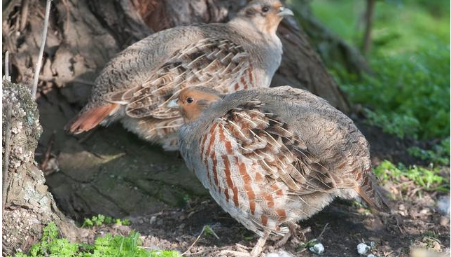 Quail Hatching Techniques and Key Points