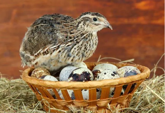 Quail Hatching Techniques and Key Points