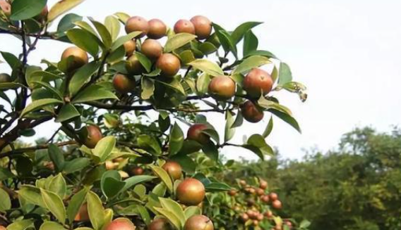 Cultivation and Management of Camellia Oil Trees.png