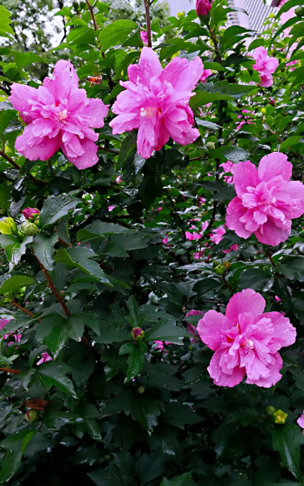 Cultivation and Care Tips for Hibiscus