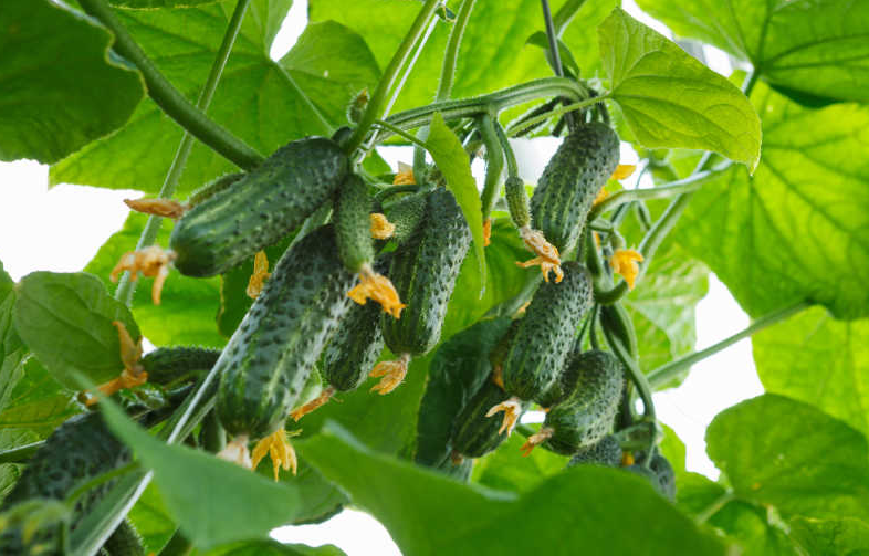 How Do You Revive Wilted Cucumbers?