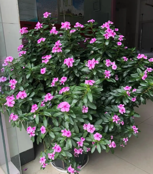  How to Care for Catharanthus roseus (L.) G. Don for Optimal Growth.png