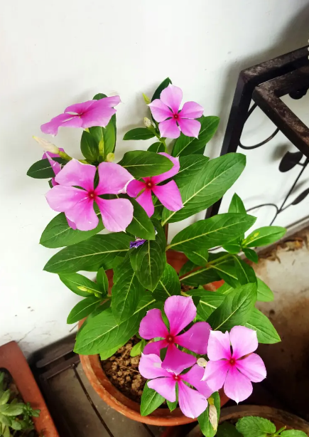  Why is Vinca Called the Flower of Death?.png