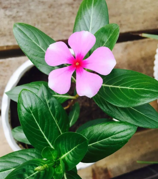  Is Catharanthus roseus Poisonous to Humans?.png