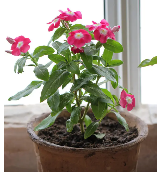 Does Catharanthus Like Sun or Shade?.png