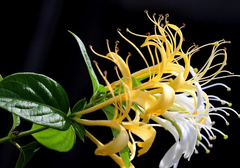 Caring for Potted Honeysuckle Vine (Lonicera japonica Thunb.).png