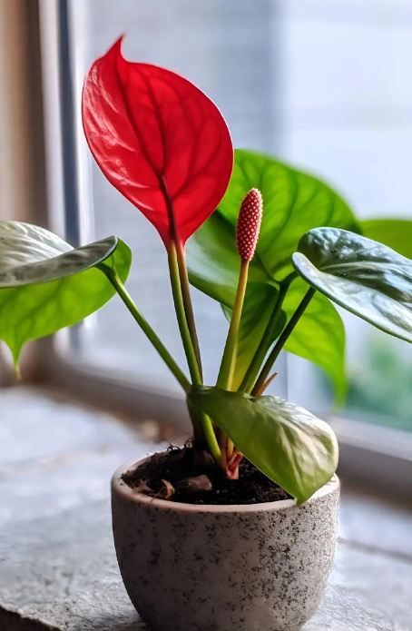   When is the Best Time to Fertilize Anthurium?.png