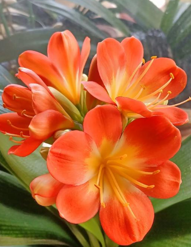  Do Clivias Need Full Sun?.png