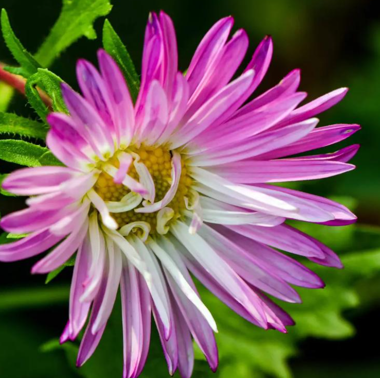 When Does China Aster Bloom? How to Cultivate Abundant Blooms?.png