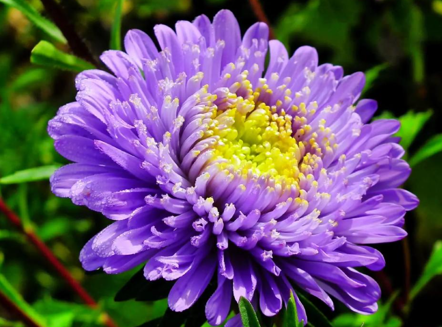  Additional Tips for Growing China Aster.png