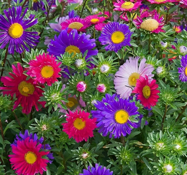 How to Ensure Continuous Blooms of China Aster.png