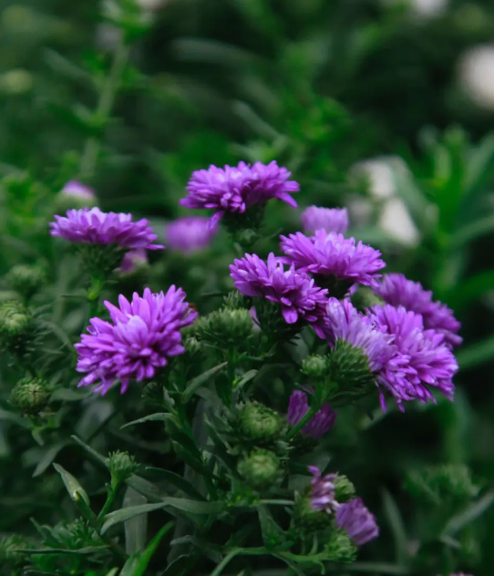  Is a China Aster a Perennial or Annual?.png