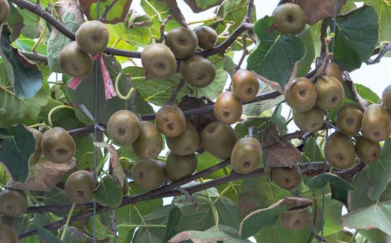 Growing Kiwi from Seeds