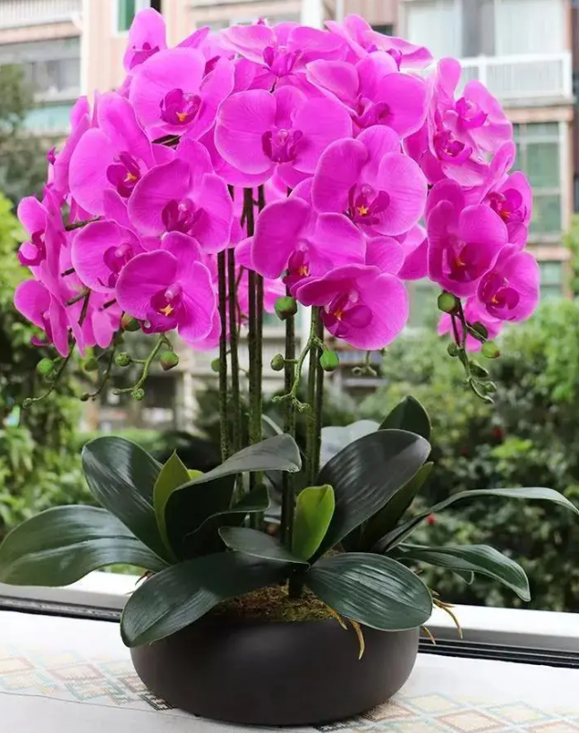 What is the Best Fertilizer for Phalaenopsis Orchids?.png