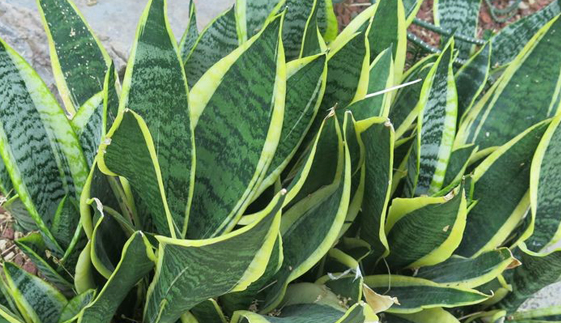 Why Do Snake Plant Leaves Become Soft?.png