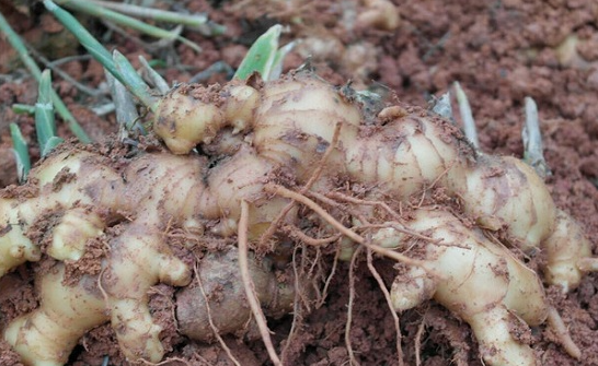 Harvesting and Storage Tips for Ginger.png