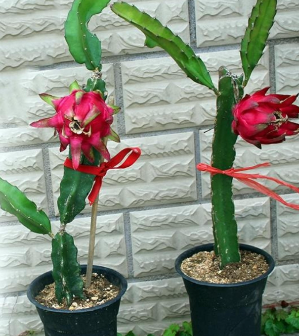 Dragon Fruit Potted Plant Management Tips.png