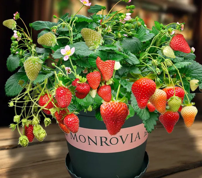 When to Plant Strawberries on Your Balcony?.png