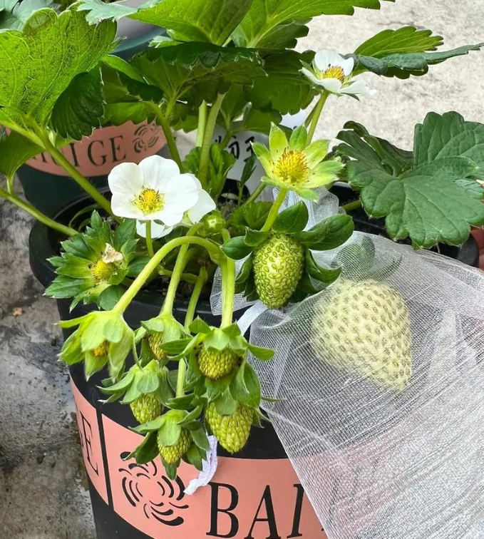 When to Plant Strawberries on Your Balcony?.png