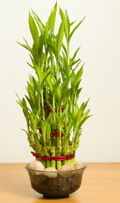 ow to Grow Lucky Bamboo for Lush and Beautiful Foliage?.png