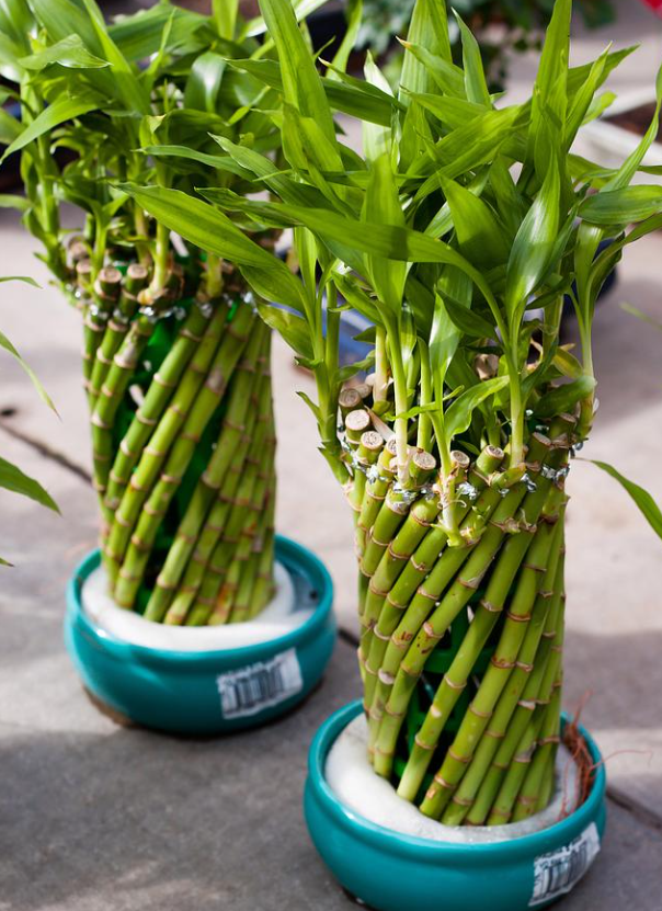 Where to Place Lucky Bamboo in Your House.png