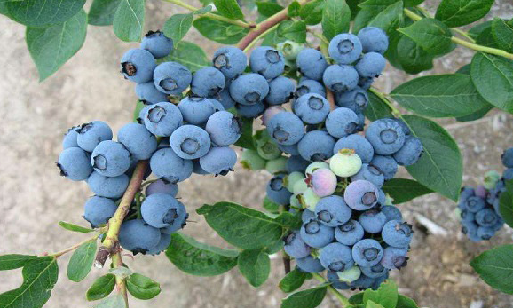 Methods and Precautions for Cultivating Blueberry Trees.png