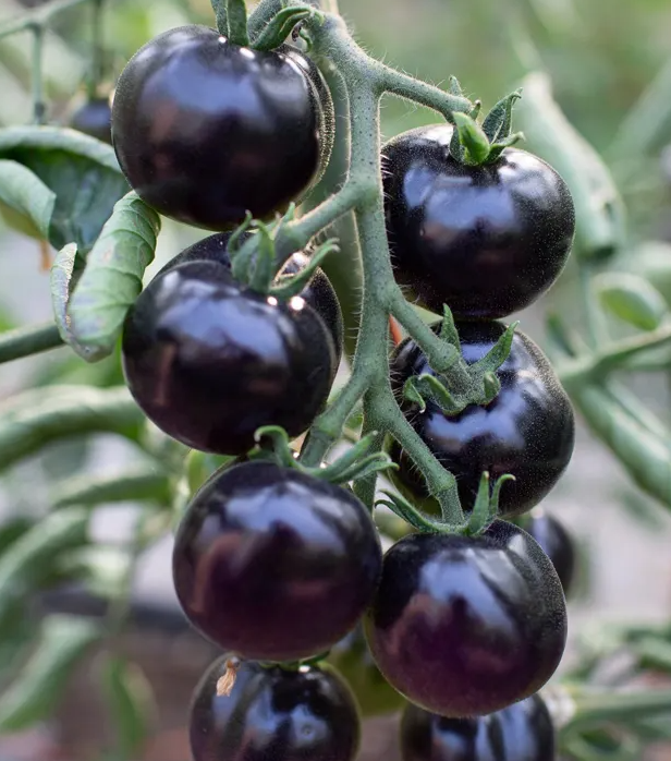 Planting Time and Method for Black Tomatoes.png