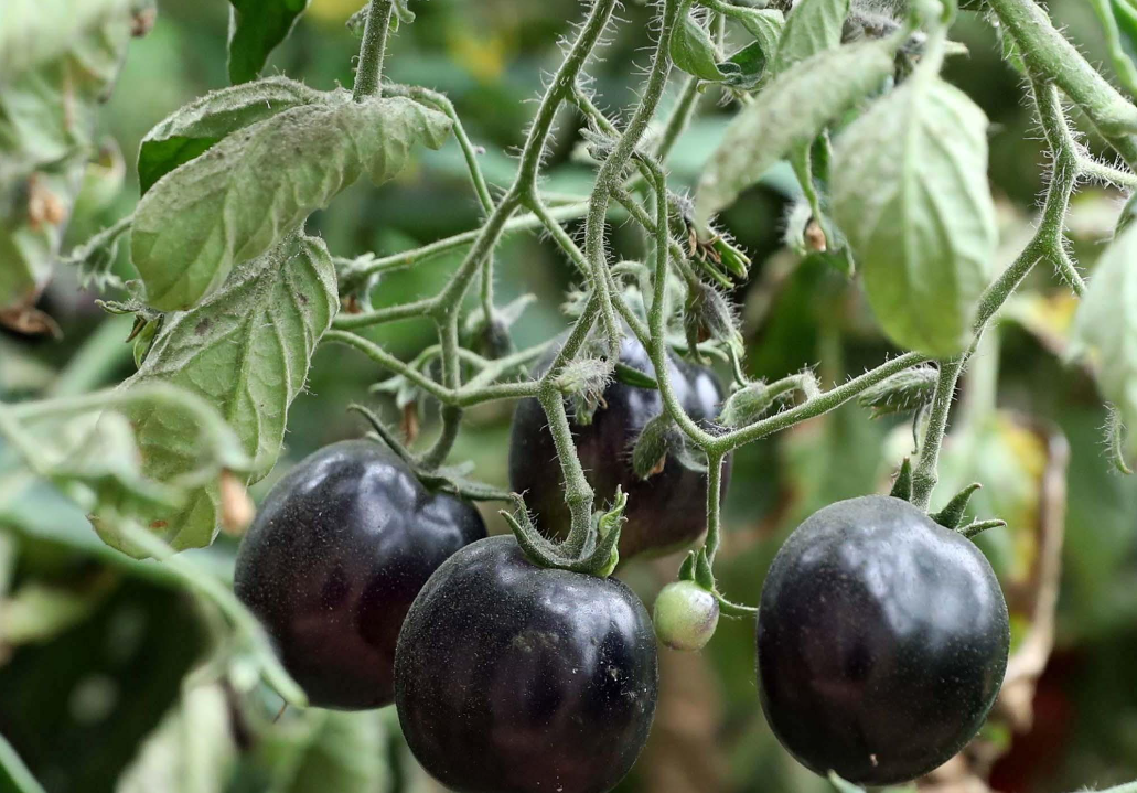  Are Black Tomatoes Good to Eat?.png