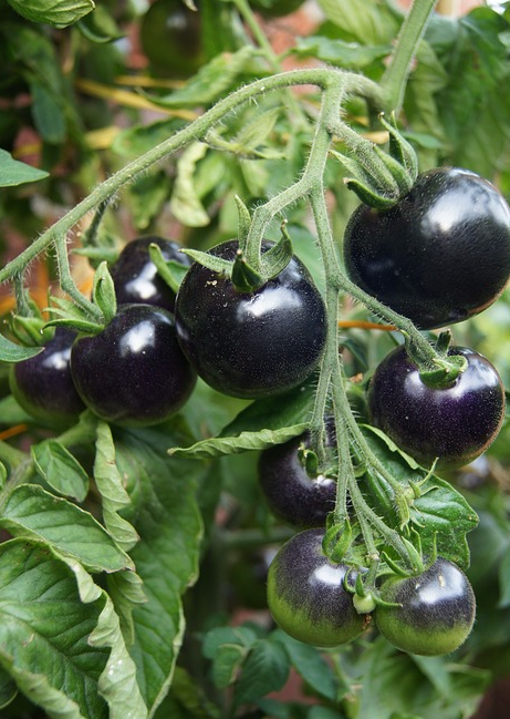  Best Black Tomatoes in the UK.png