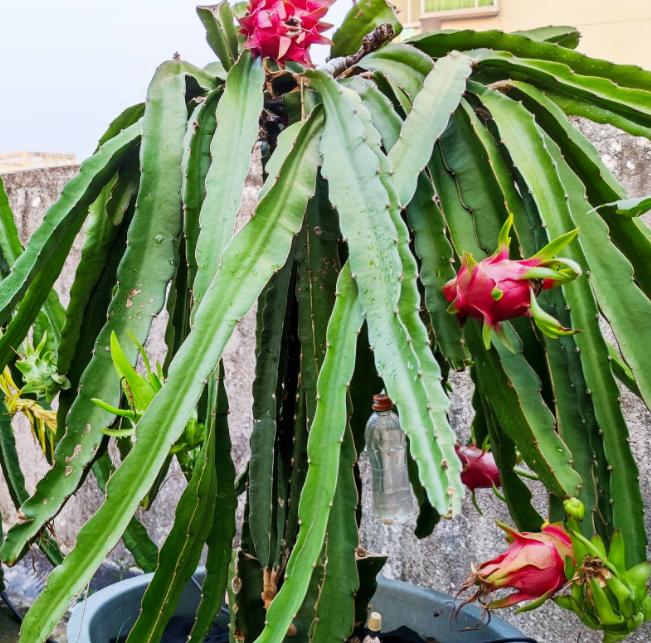 What is the Best Soil for Dragon Fruit in Pots?.png