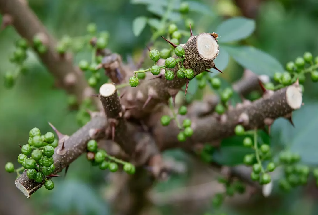 What Does the Chinese Pepper Tree Fear Most?.png