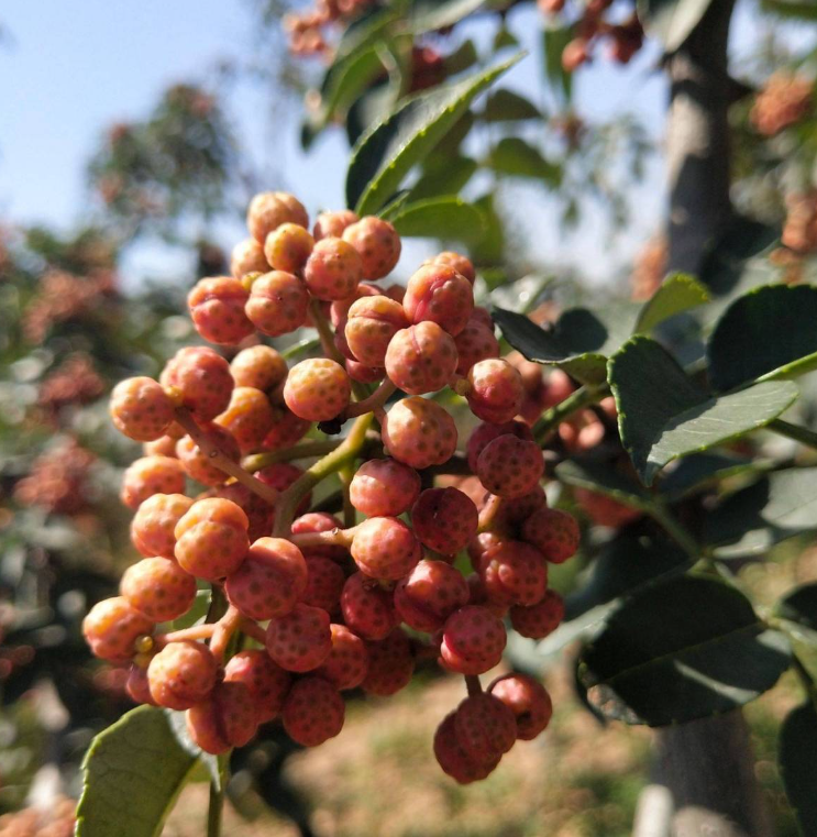 How Big Do Szechuan Pepper Trees Get?.png