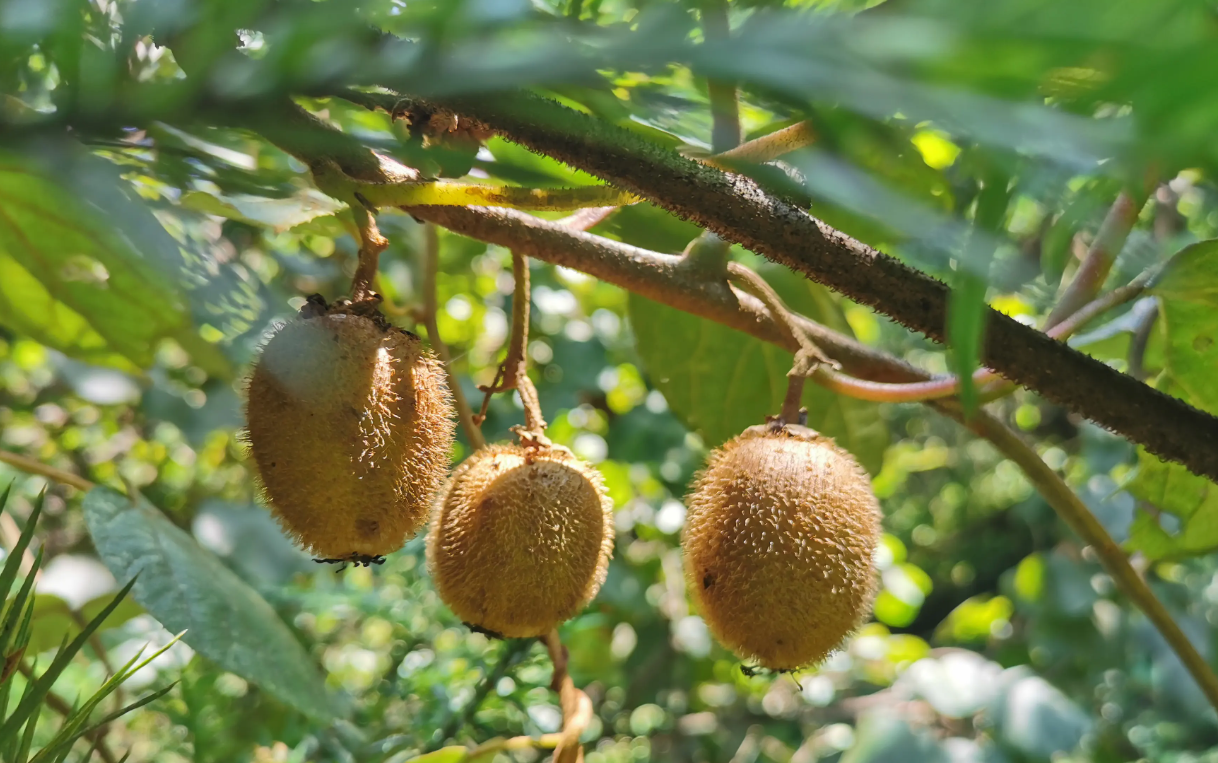 Four Essential Protections for Kiwi Fruit Production in Summer.png