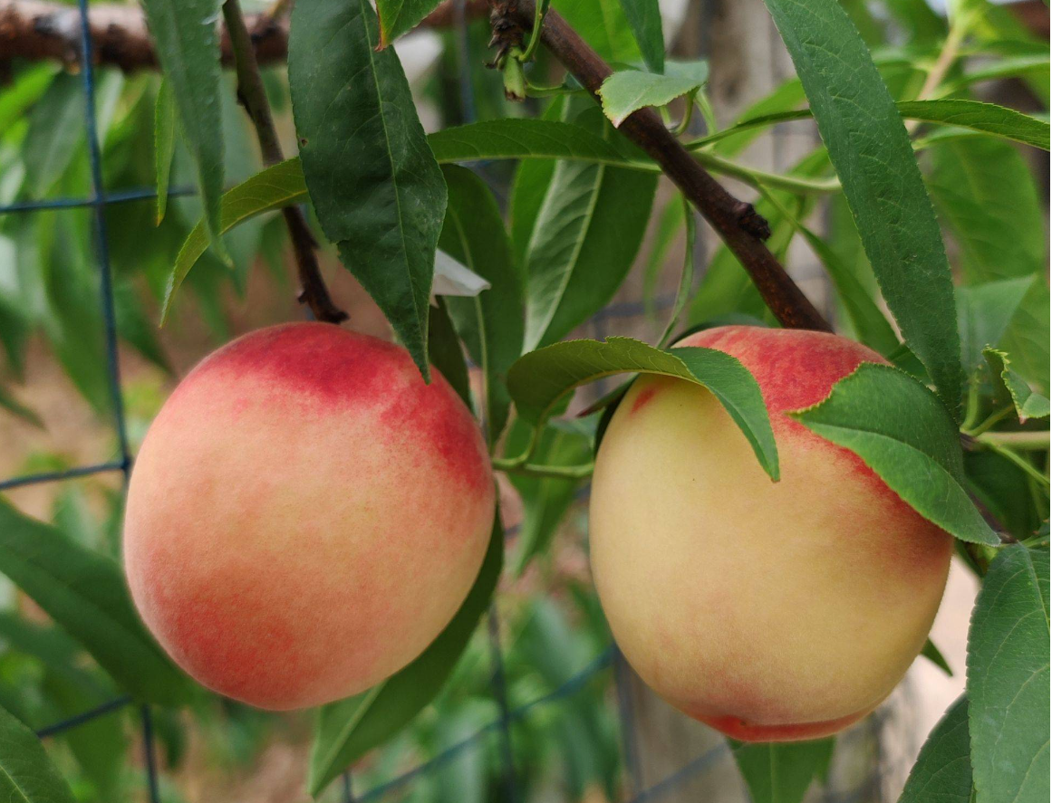 Post-Harvest Peach Tree Management Techniques.png