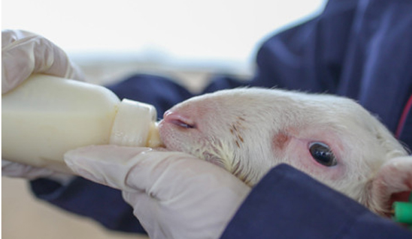 Artificial Feeding Methods for Lambs Lacking Milk.png