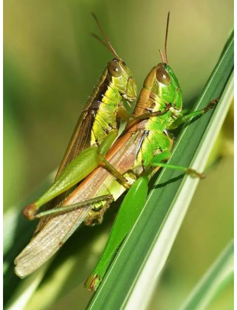 Prevention and Control of Rice Grasshoppers.png