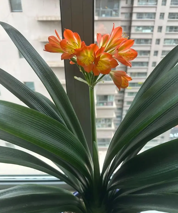 Causes of Root Rot in Clivia.png