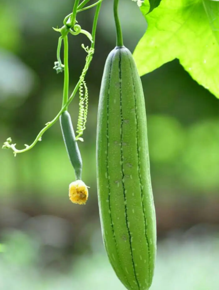  How Long Do Loofah Seeds Take to Germinate?.png