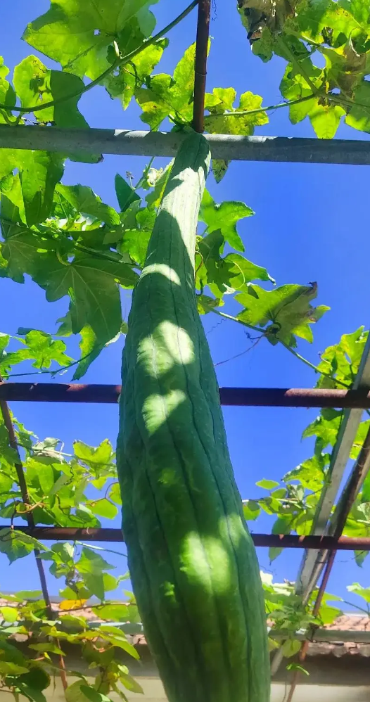 Can I Start Loofah Seeds Indoors?.png