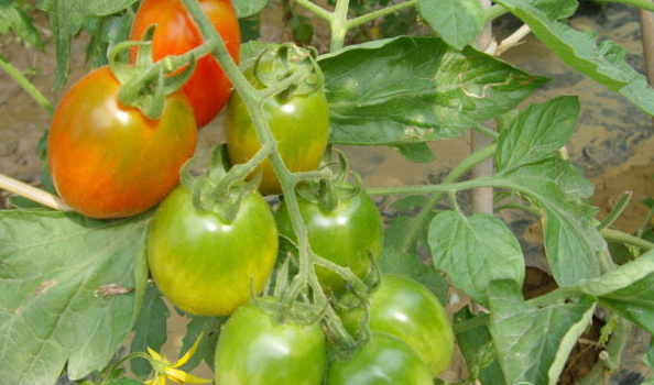 How to Address Yellowing Tomatoes.png