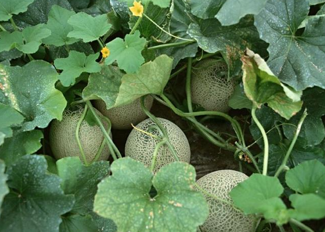 Cantaloupe Planting Guide.png