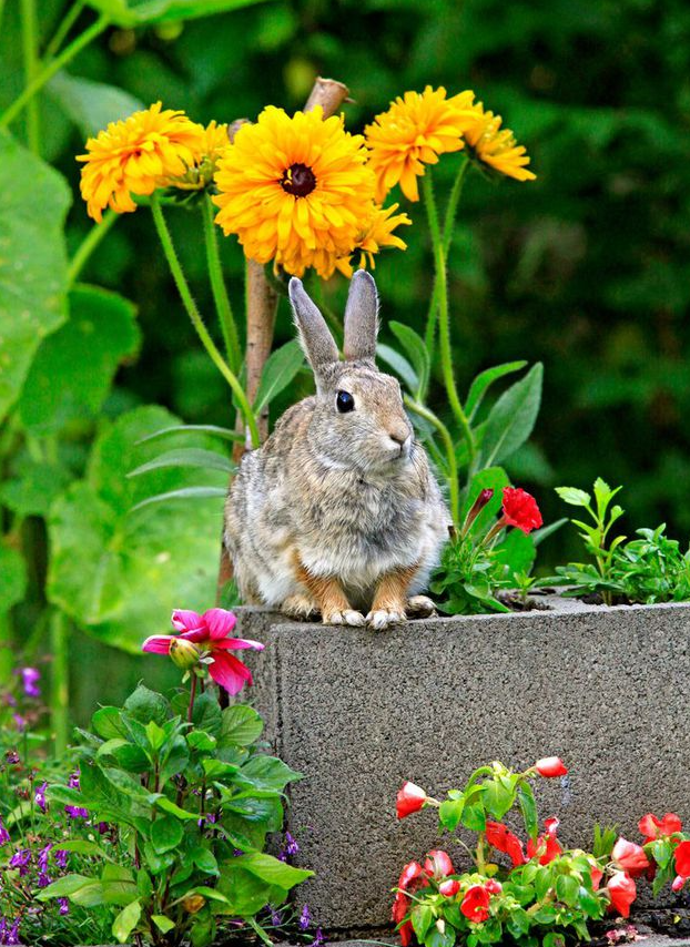 How to Help Rabbits Survive the Summer.png