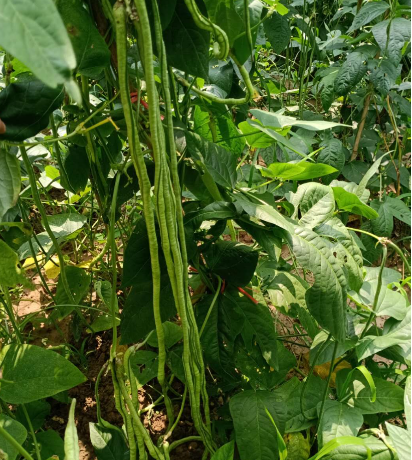  Is It OK to Eat Beans with Rust?.png